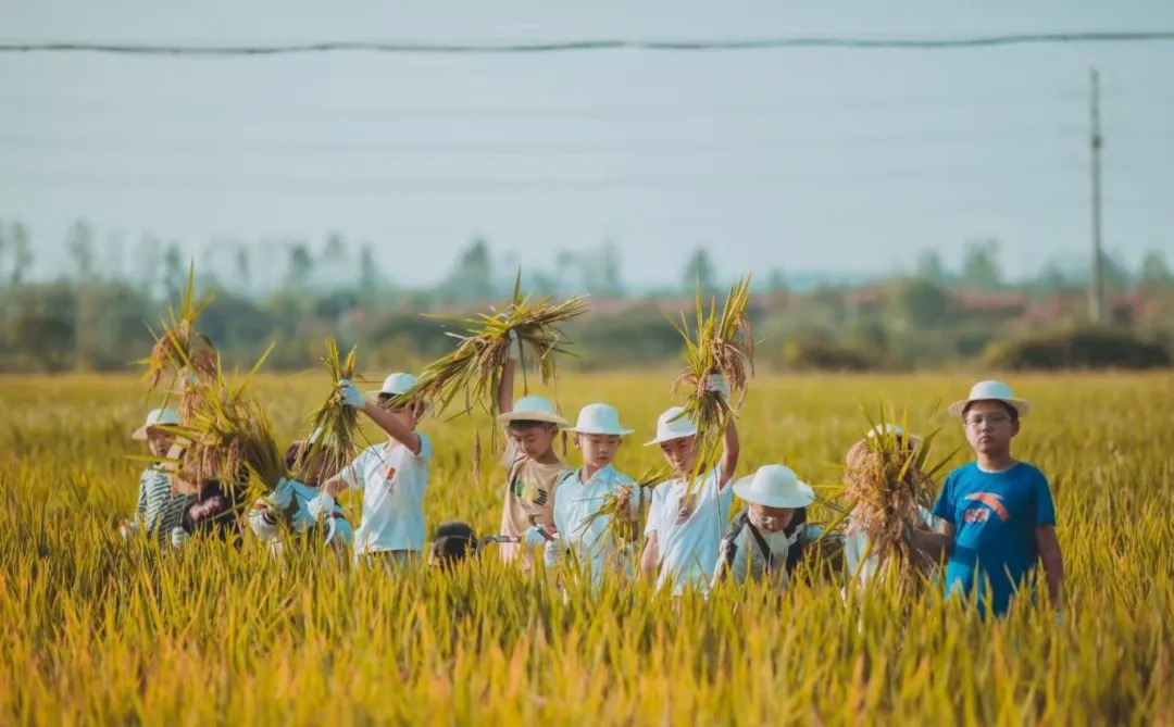 把田野当课堂,肥西这些农场藏着最治愈的丰收时光!